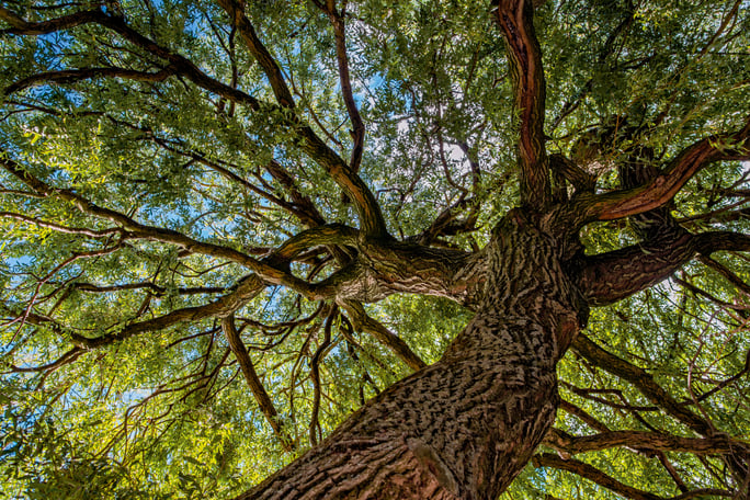 placeholder tree-1